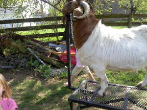 goats1.jpg