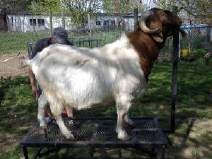 goats2.jpg